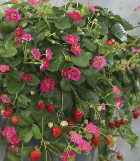  Fragaria x ananassa 'Vigorous & Sturdi Toscana F1 Deep Rose'